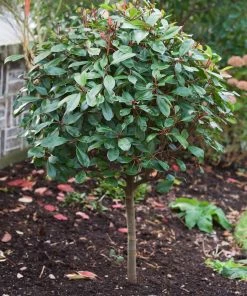 Roots Plants Photinia Red Robin All Shrubs