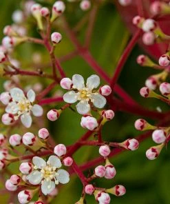 Roots Plants Photinia Red Robin All Shrubs