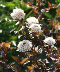 Roots Plants Physocarpus Diabolo