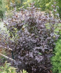 Roots Plants Physocarpus Diabolo