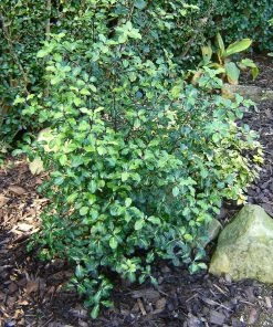 Roots Plants Ceanothus Best Evergreen Shrubs