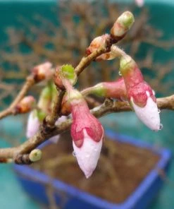 Roots Plants Prunus Kojo-no-mai 9 Roots Plants Prunus Kojo-no-mai