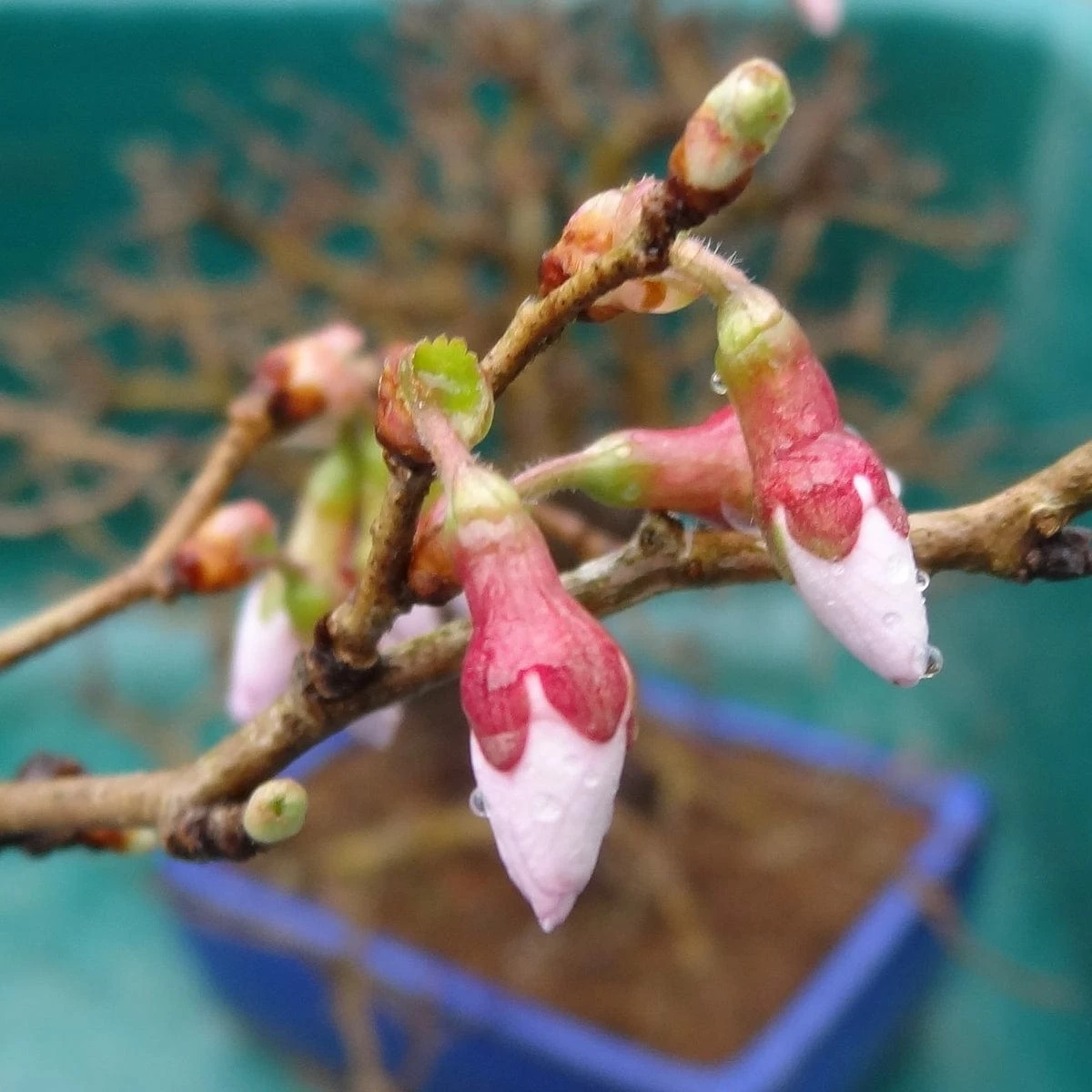 Roots Plants Prunus Kojo-no-mai 4 Roots Plants Prunus Kojo-no-mai