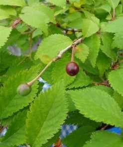 Roots Plants Prunus Kojo-no-mai 10 Roots Plants Prunus Kojo-no-mai