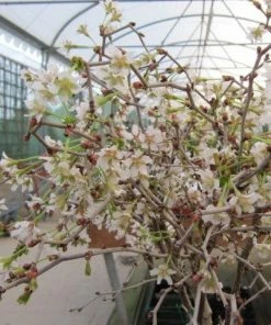 Roots Plants Prunus Kojo-no-mai 11 Roots Plants Prunus Kojo-no-mai