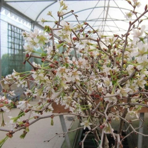 Roots Plants Prunus Kojo-no-mai 6 Roots Plants Prunus Kojo-no-mai