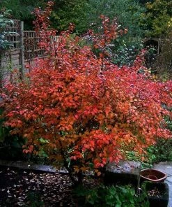 Roots Plants Prunus Kojo-no-mai 12 Roots Plants Prunus Kojo-no-mai