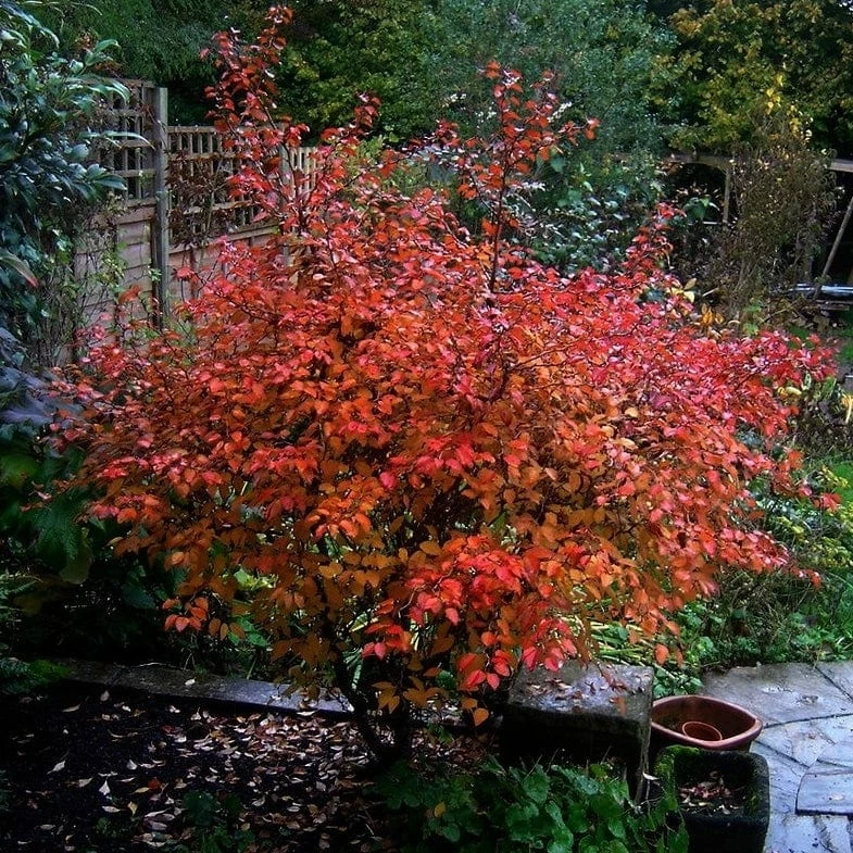 Roots Plants Prunus Kojo-no-mai 7 Roots Plants Prunus Kojo-no-mai