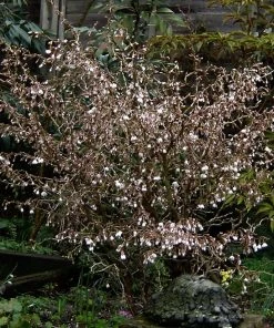 Roots Plants Prunus Kojo-no-mai 13 Roots Plants Prunus Kojo-no-mai