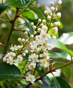 Roots Plants Prunus Lusitanica Angustifolia