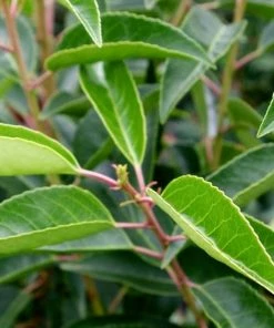 Roots Plants Prunus Lusitanica Angustifolia