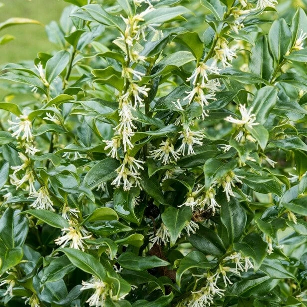 Roots Plants All Shrubs Sweet Box | Sarcococca Confusa 3 Roots Plants All Shrubs Sweet Box | Sarcococca Confusa