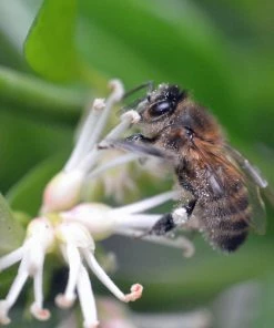 Roots Plants All Shrubs Sweet Box | Sarcococca Confusa 9 Roots Plants All Shrubs Sweet Box | Sarcococca Confusa