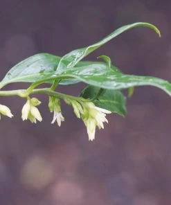 Roots Plants All Shrubs Sweet Box | Sarcococca Confusa 10 Roots Plants All Shrubs Sweet Box | Sarcococca Confusa