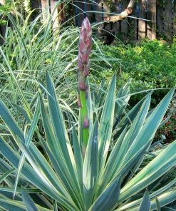 Roots Plants All Shrubs Yucca Gloriosa Variegata