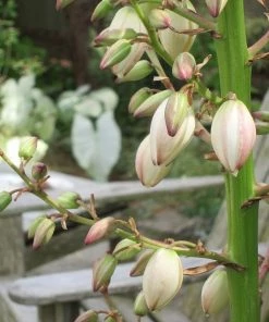 Roots Plants All Shrubs Yucca Gloriosa Variegata