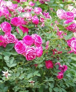 Roots Plants Climbing Rose 'Antike' | 4.5L Pot