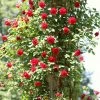 Roots Plants Shrub Rose 'Don Juan' | 4.5L Pot 1 Roots Plants Shrub Rose 'Don Juan' | 4.5L Pot
