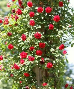 Roots Plants Shrub Rose'Don Juan' | 4.5L Pot