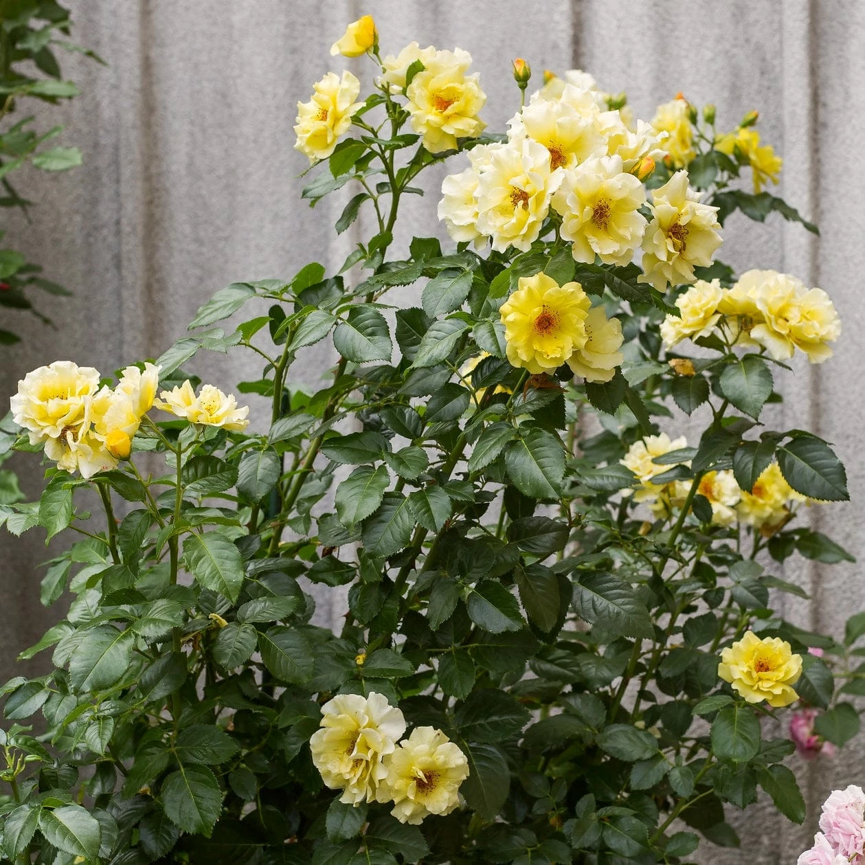 Roots Plants Climbing Rose 'Golden Showers' | 4.5L Pot Rose Bushes 3 Roots Plants Climbing Rose 'Golden Showers' | 4.5L Pot Rose Bushes