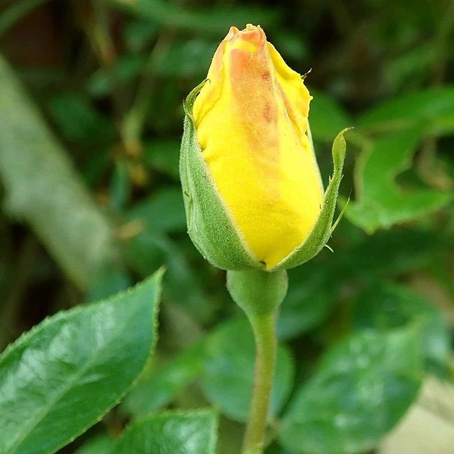 Roots Plants Climbing Rose 'Golden Showers' | 4.5L Pot Rose Bushes 5 Roots Plants Climbing Rose 'Golden Showers' | 4.5L Pot Rose Bushes