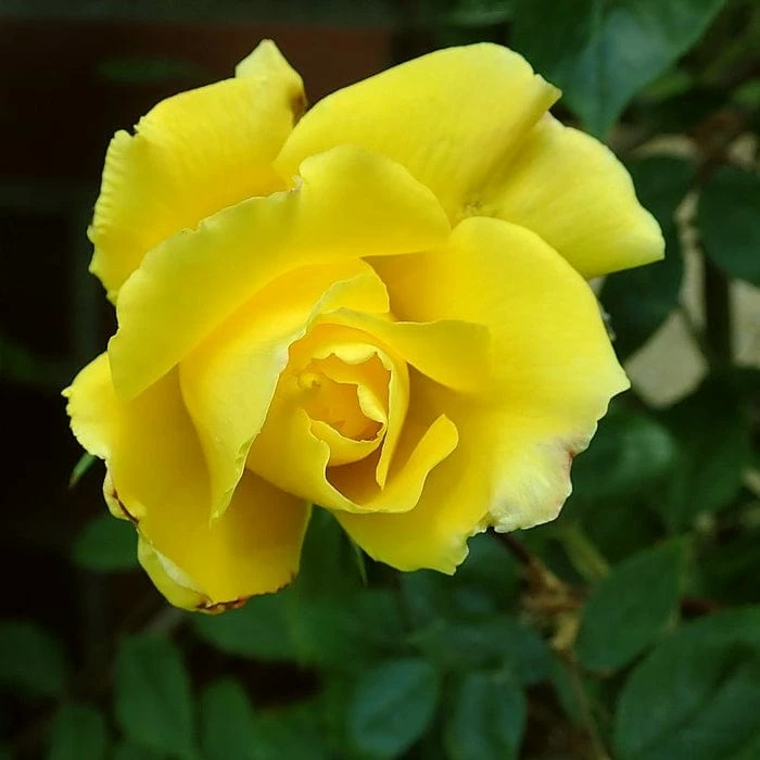 Roots Plants Climbing Rose 'Golden Showers' | 4.5L Pot Rose Bushes 4 Roots Plants Climbing Rose 'Golden Showers' | 4.5L Pot Rose Bushes