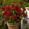 Roots Plants Shrub Rose 'Capricia Renaissance®' | 4.5L Pot