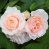 Roots Plants Shrub Rose 'Clair Renaissance®' | 4.5L Pot Rose Bushes 1 Roots Plants Shrub Rose 'Clair Renaissance®' | 4.5L Pot Rose Bushes