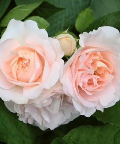 Roots Plants Shrub Rose 'Clair Renaissance®' | 4.5L Pot Rose Bushes