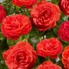 Roots Plants Rose Bushes Climbing Rose 'Liwa Courtyard®' | 4.5L Pot