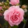 Roots Plants Climbing Rose 'Mamma Mia Courtyard®' | 4.5L Pot Rose Bushes 1 Roots Plants Climbing Rose 'Mamma Mia Courtyard®' | 4.5L Pot Rose Bushes
