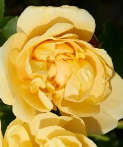 Roots Plants Climbing Rose 'Mapale Courtyard®' | 4.5L Pot Rose Bushes