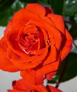 Roots Plants Rose Bushes Shrub Rose 'Odelia Renaissance®' | 4.5L Pot