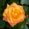 Roots Plants Climbing Rose 'RedovaCourtyard®' | 4.5L Pot Rose Bushes 2 Roots Plants Climbing Rose 'RedovaCourtyard®' | 4.5L Pot Rose Bushes