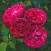 Roots Plants Shrub Rose 'Konstantina Freska®' | 4.5L Pot 1 Roots Plants Shrub Rose 'Konstantina Freska®' | 4.5L Pot