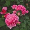 Roots Plants Rose Bushes Shrub Rose 'Mileva Frayla®' | 4.5L Pot