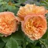 Roots Plants Shrub Rose 'Natalija Frayla®' | 4.5L Pot 2 Roots Plants Shrub Rose 'Natalija Frayla®' | 4.5L Pot