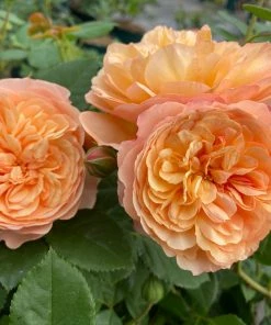 Roots Plants Shrub Rose'Natalija Frayla®' | 4.5L Pot