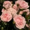 Roots Plants Climbing Rose 'New Dawn' | 4.5L Pot Rose Bushes