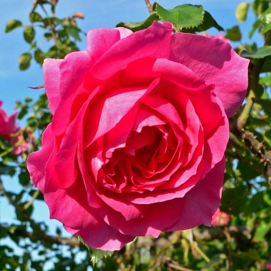 Roots Plants Rose Bushes Climbing Rose 'Parade' | 4.5L Pot 4 Roots Plants Rose Bushes Climbing Rose 'Parade' | 4.5L Pot