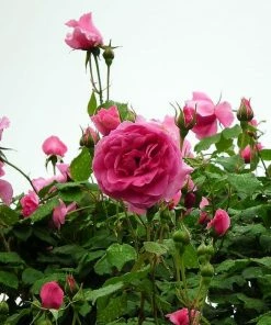 Roots Plants Rose Bushes Climbing Rose 'Parade' | 4.5L Pot 8 Roots Plants Rose Bushes Climbing Rose 'Parade' | 4.5L Pot