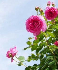 Roots Plants Rose Bushes Climbing Rose 'Parade' | 4.5L Pot 9 Roots Plants Rose Bushes Climbing Rose 'Parade' | 4.5L Pot