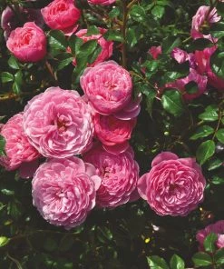 Roots Plants Rose Bushes Shrub Rose 'Punch Pixie®' | 4.5L Pot