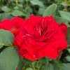 Roots Plants Shrub Rose 'Tara Reka®' | 4.5L Pot Rose Bushes
