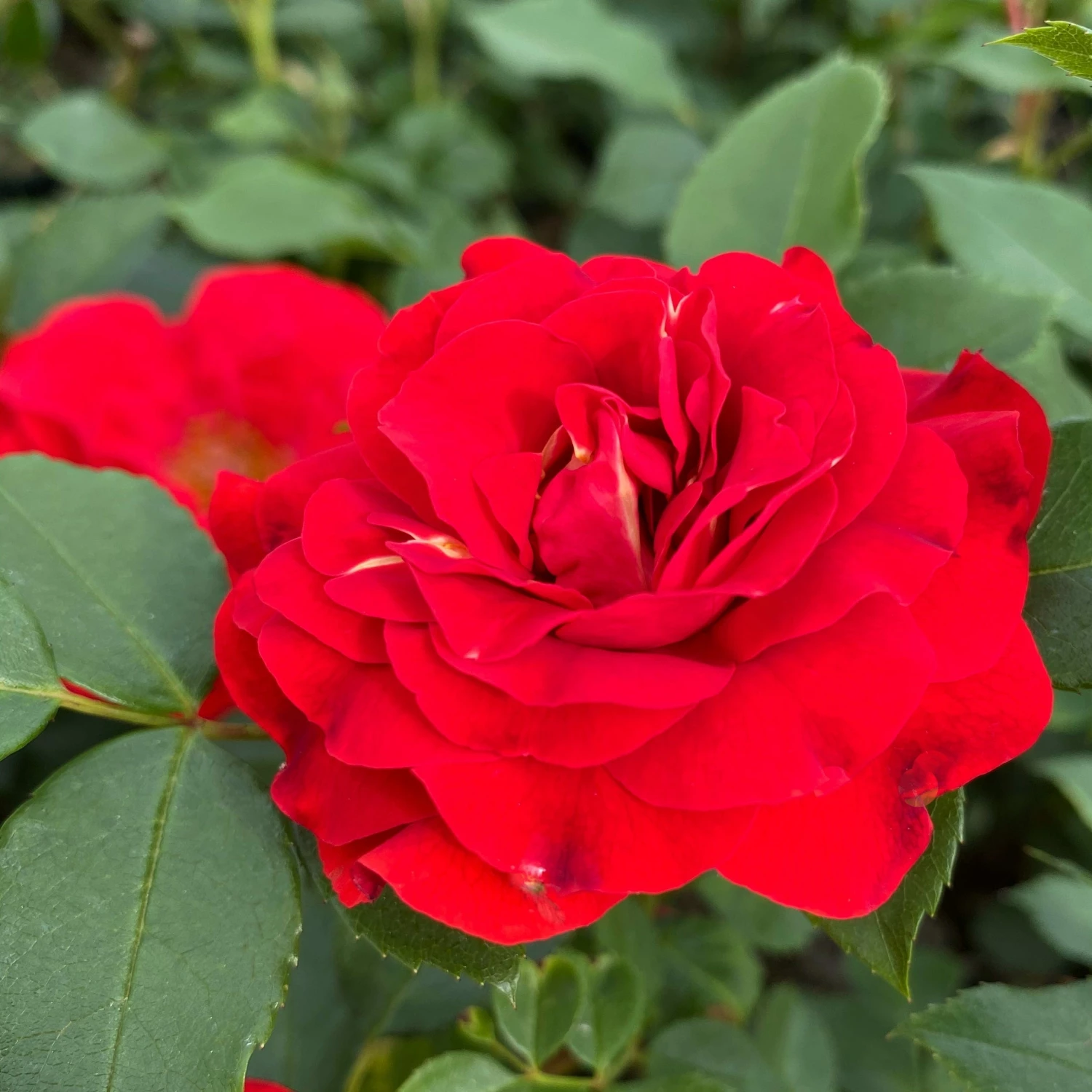 Roots Plants Shrub Rose 'Tara Reka®' | 4.5L Pot Rose Bushes 3 Roots Plants Shrub Rose 'Tara Reka®' | 4.5L Pot Rose Bushes