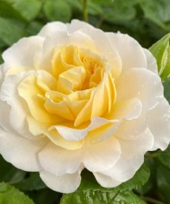 Roots Plants Shrub Rose 'Tisa Reka®' | 4.5L Pot