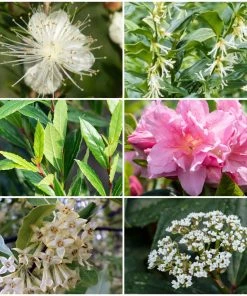 Roots Plants Best Flowering Evergreen Shrubs Hydrangea