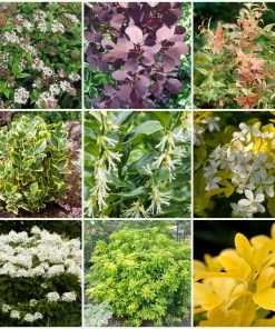 Roots Plants Hydrangea Best Shrubs For Borders