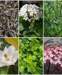 Roots Plants Best Fast Growing Shrubs