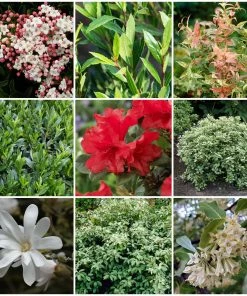 Roots Plants Hydrangea Best Shrubs For Shade